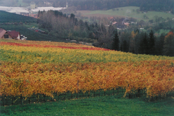 Weingut Jöbstl