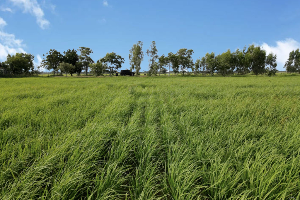 MEISTERSTRASSE_SriSangDao Rice_Sinsamut_Srisaenpang