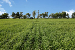 SRISANGDAO RICE