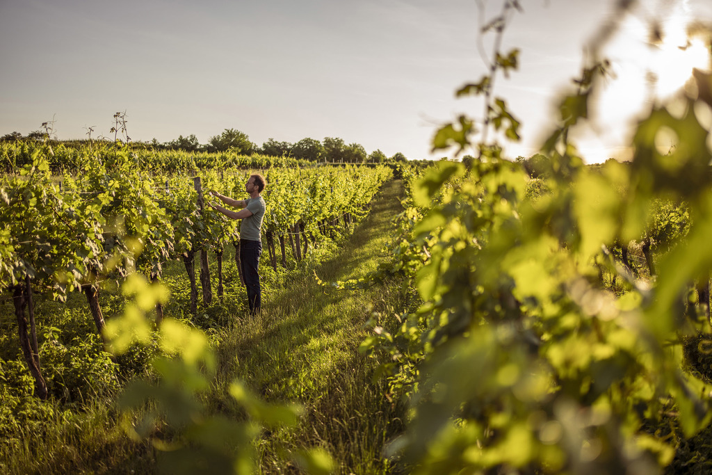 MEISTERSTRASSE_Weingut Robert Herbst_Robert_Herbst