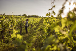 MEISTERSTRASSE_Weingut Robert Herbst_Robert_Herbst