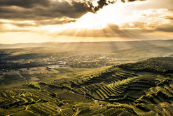 MEISTERSTRASSE_Weingut Robert Herbst_Robert_Herbst