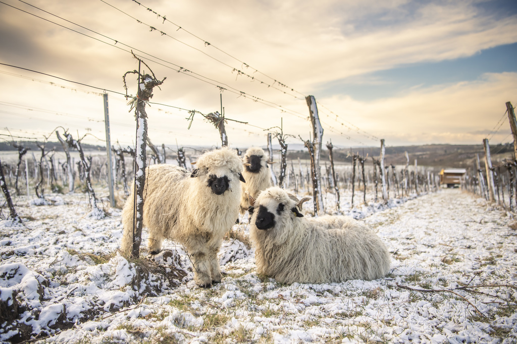 MEISTERSTRASSE_Weingut Robert Herbst_Robert_Herbst