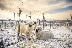 Weingut Robert Herbst